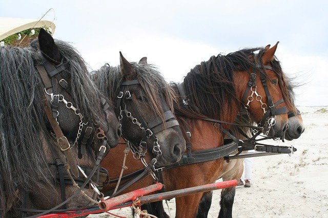 Paardrijden op het strand op Schiermonnikoog