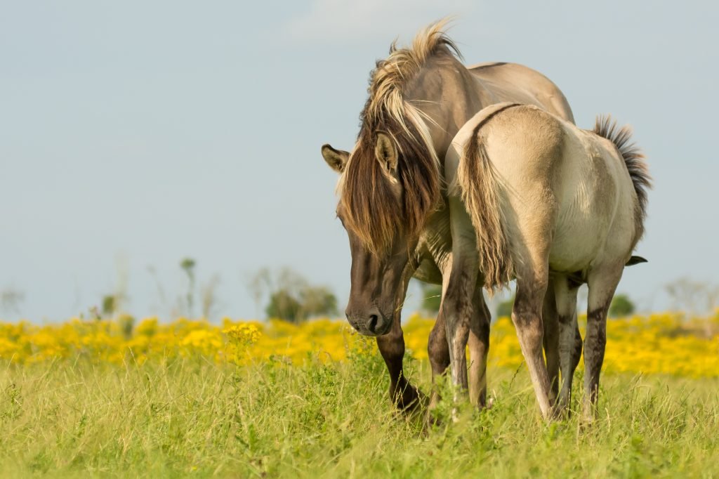 Oostvaardersplassen