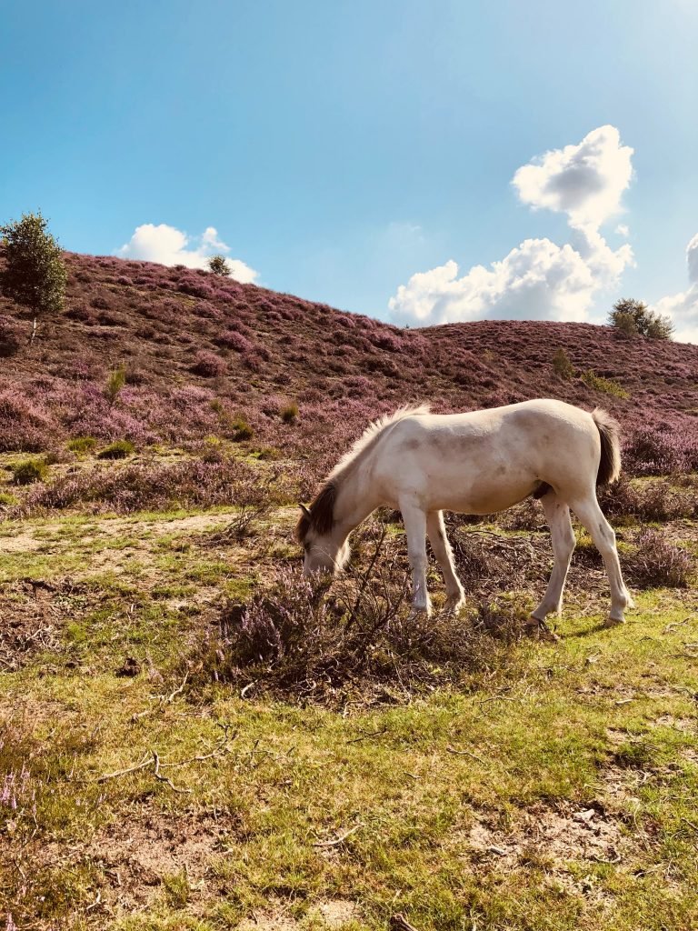 De Hoge Veluwe