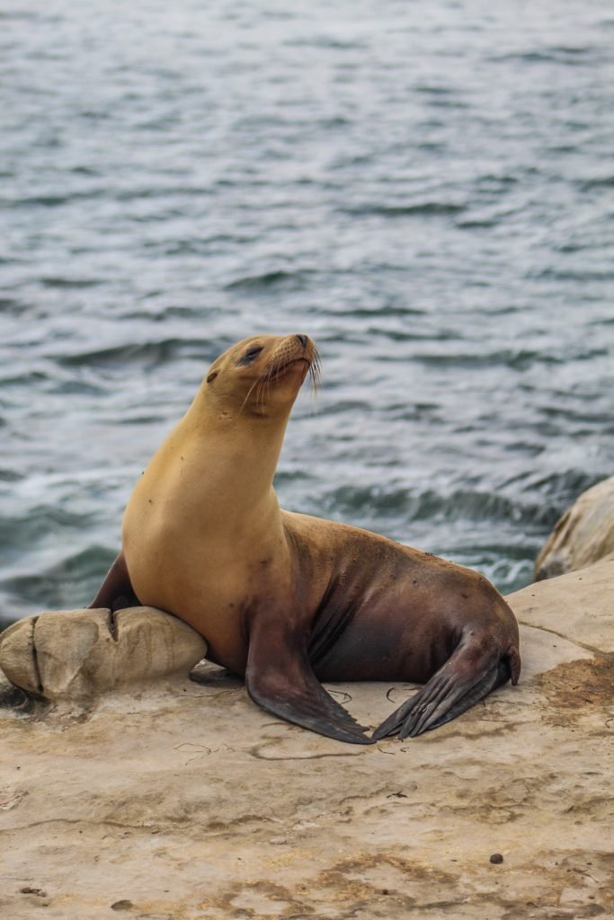 Zeehonden Reservatie