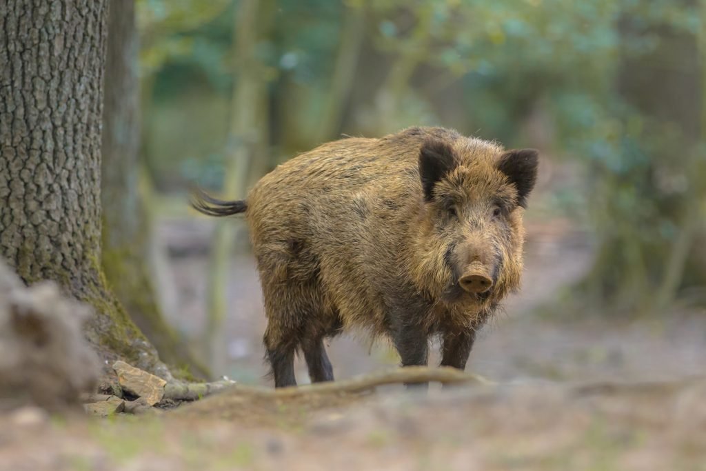 De Hondsrug Bewandelen