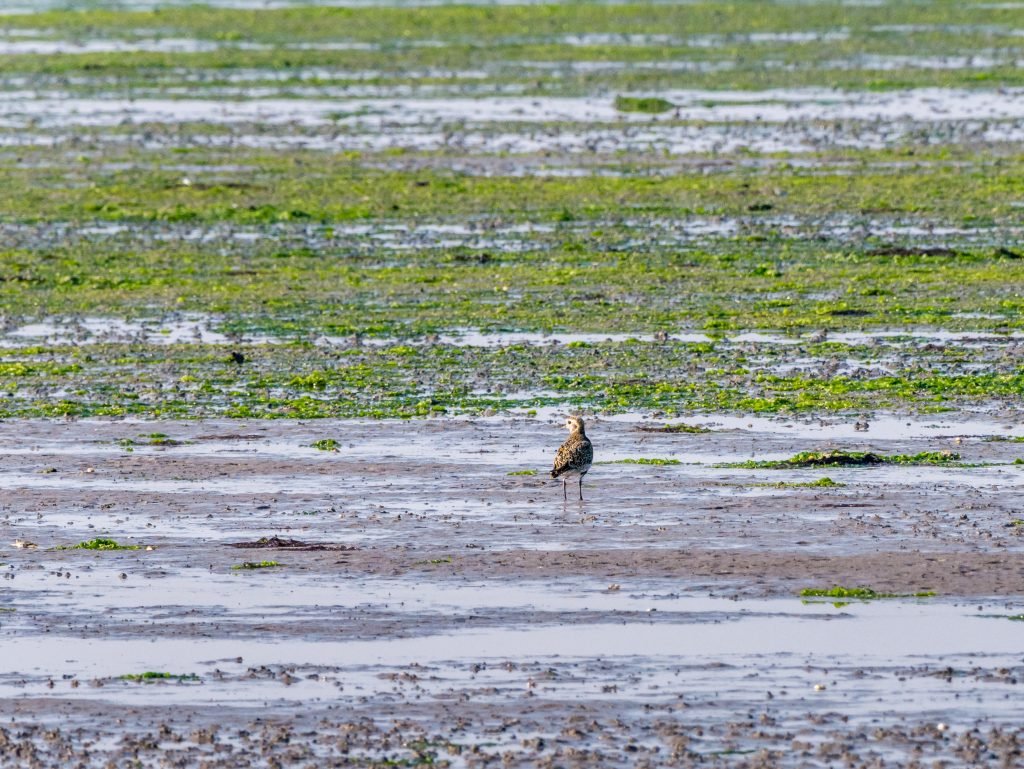 Wadden Ontdekken en Belopen